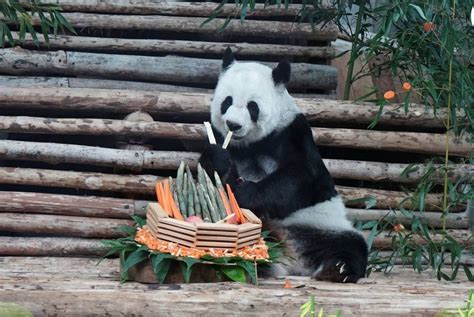 are red pandas on loan from china